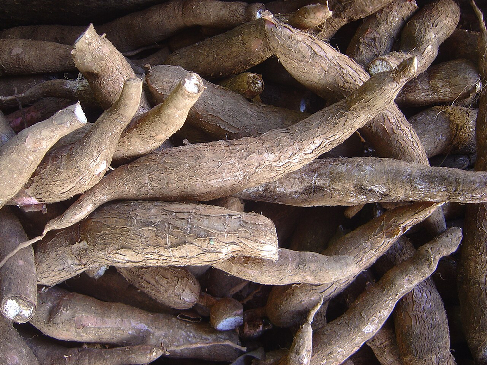 The Taíno People's Agricultural Contribution