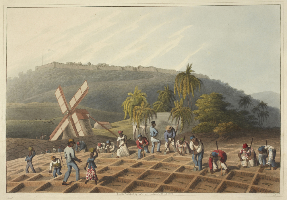 Influx of African labor to work on Jamaican sugar plantations.