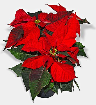 Poinsettia: Christmas Flower of Mexico with Global Cultural Significance