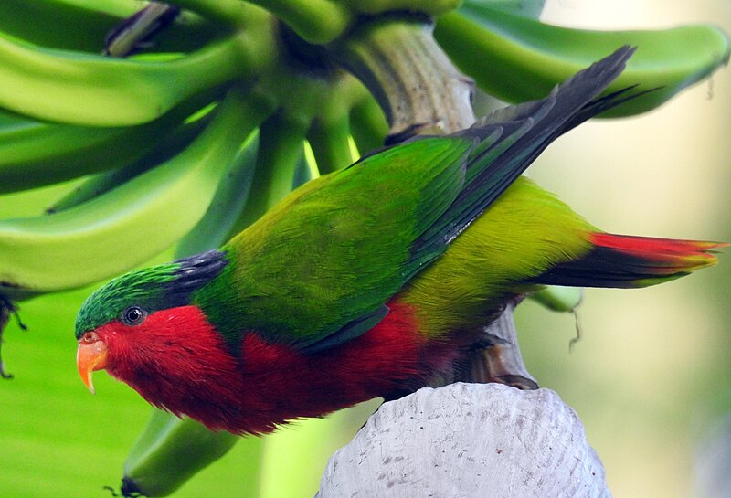 Re-introduction of Kuhl's lorikeets to Atiu