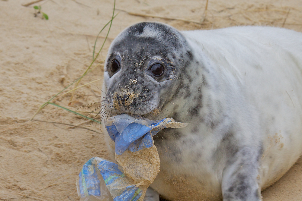 New initiative fights ocean plastic pollution, aiming to make a positive impact globally.