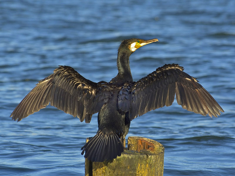 Analyzing the Distribution and Abundance of Seabirds in Marine Environments