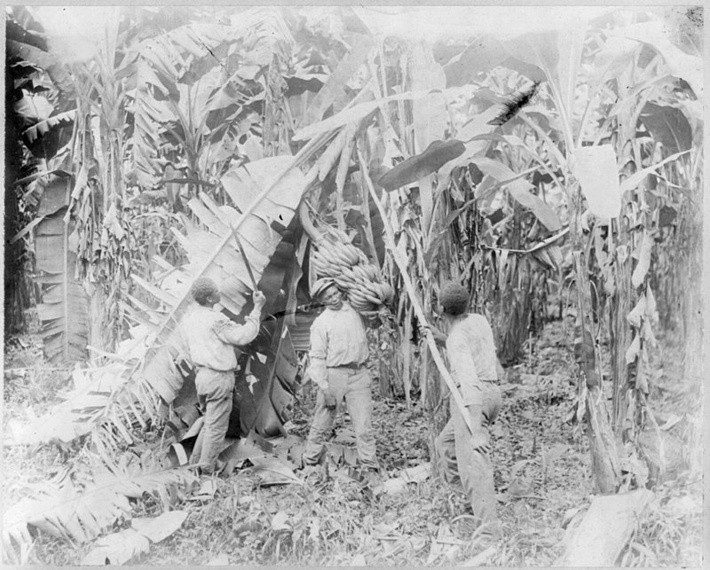 The Great Banana Strike: A Pivotal Moment in National History and Its Lasting Impact