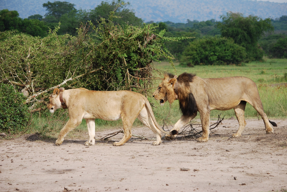 Lions reintroduced to Rwanda after 15-year absence