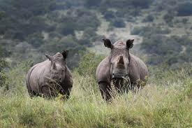 Introduction of Endangered Black Rhinos to Rwanda