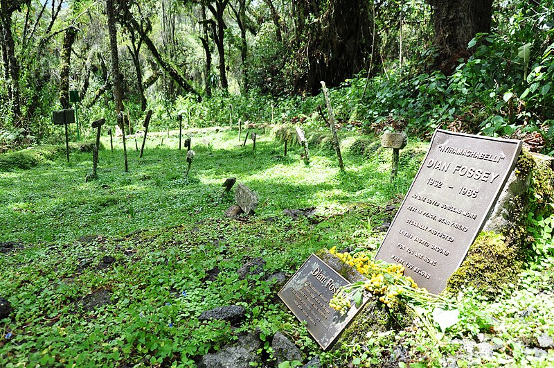 Dian Fossey is Murdered in Rwanda