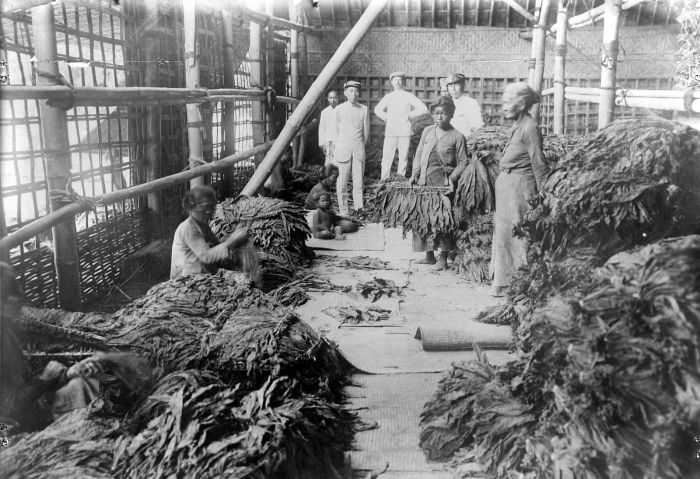 Impact of Cultivation System on Economy and Labor in Dutch East Indies.