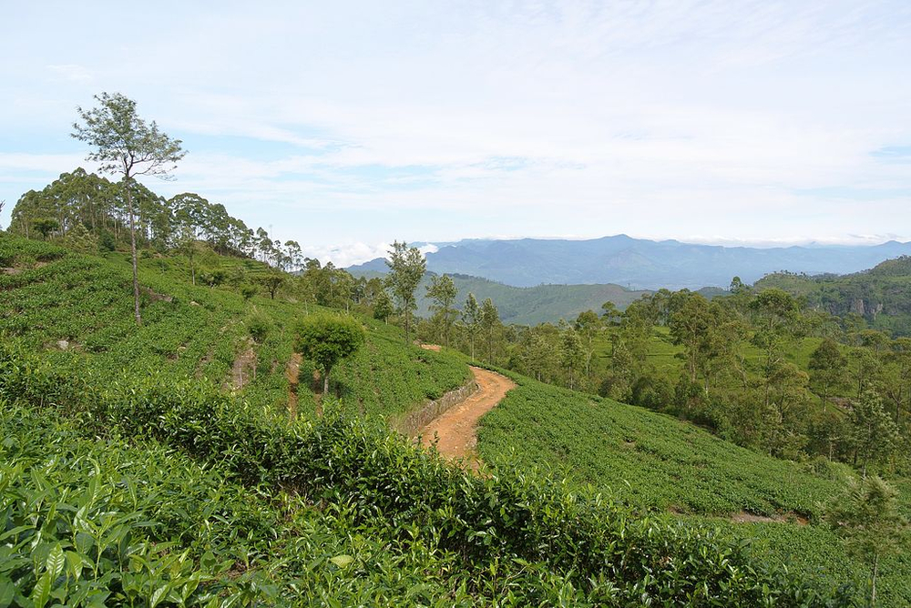 History of the Tea Industry in Ceylon