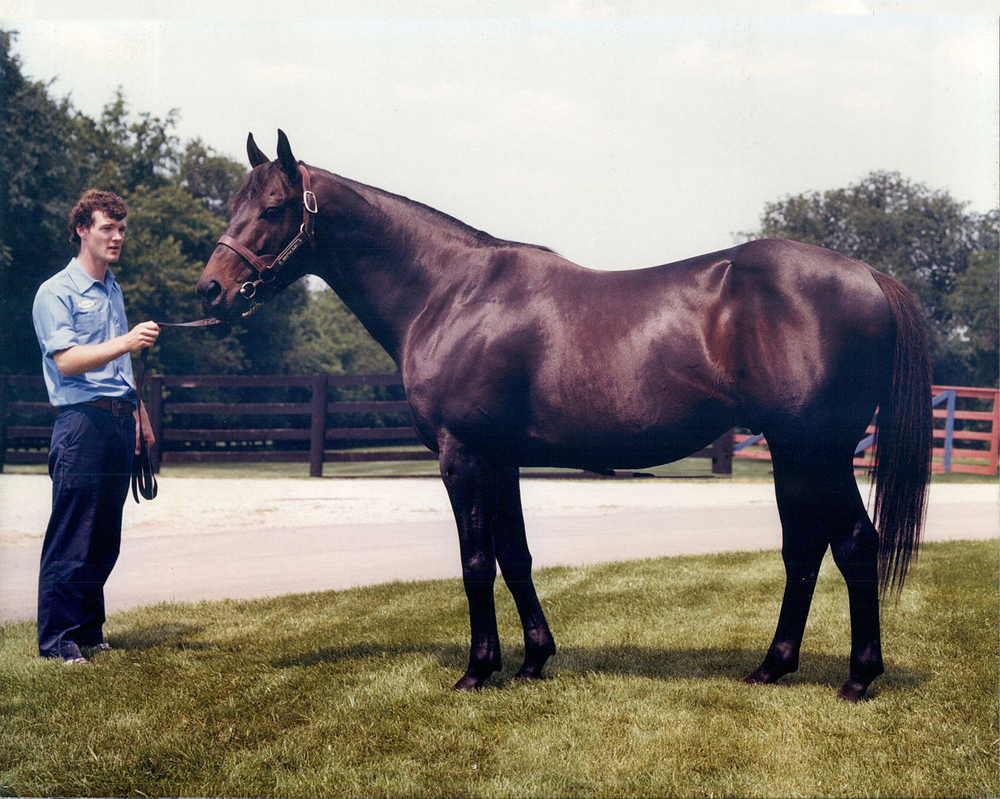 Seattle Slew triumphs in fast track race with Jean Cruguet, Billy Turner Jr., and Karen Taylor.