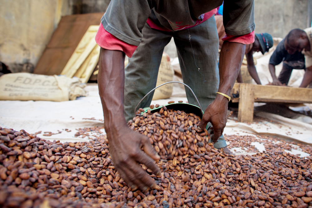 Reality of Nestlé Incentive Program for Cocoa Farmers