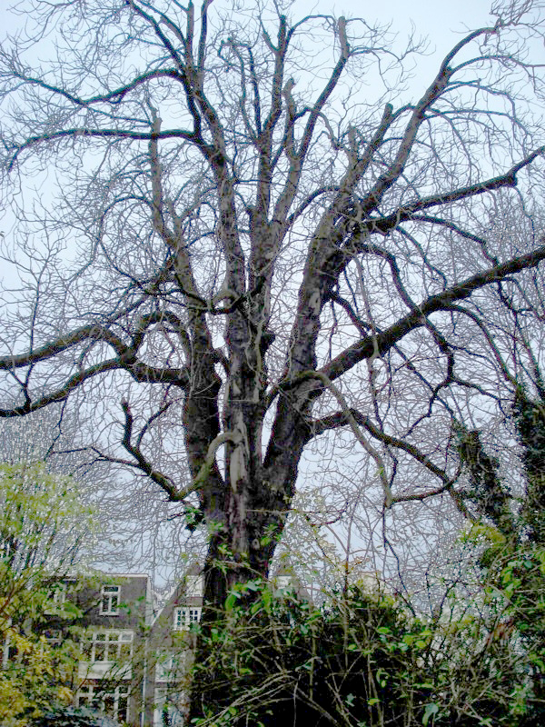 Anne Frank Tree Scheduled for Removal