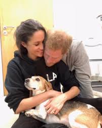 Harry and Meghan adopt beagle called Mamma Mia