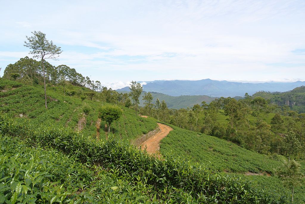 Moment image for History of the Tea Industry in Ceylon