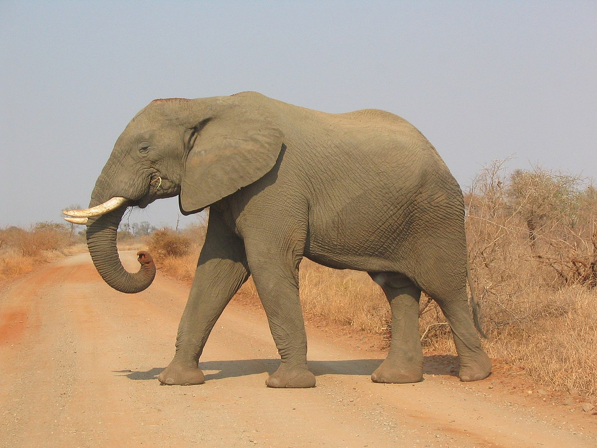 Moment image for Kruger National Park: First National Park in Africa