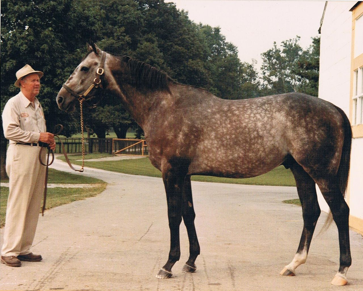 Moment image for Spectacular Bid triumphs in fast-paced 1+1⁄4 miles race with jockey Ronnie Franklin.
