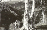 Occupation of Portuguese Timor by Australian and Dutch forces during World War II.