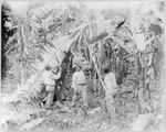 The Great Banana Strike: A Pivotal Moment in National History and Its Lasting Impact