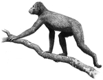 Discovery of Proconsul africanus Fossil Skull on Rusinga Island