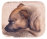 Emily Brontë Paints Her Dog Keeper